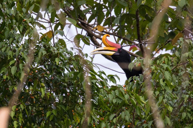 Rhinoceros Hornbill