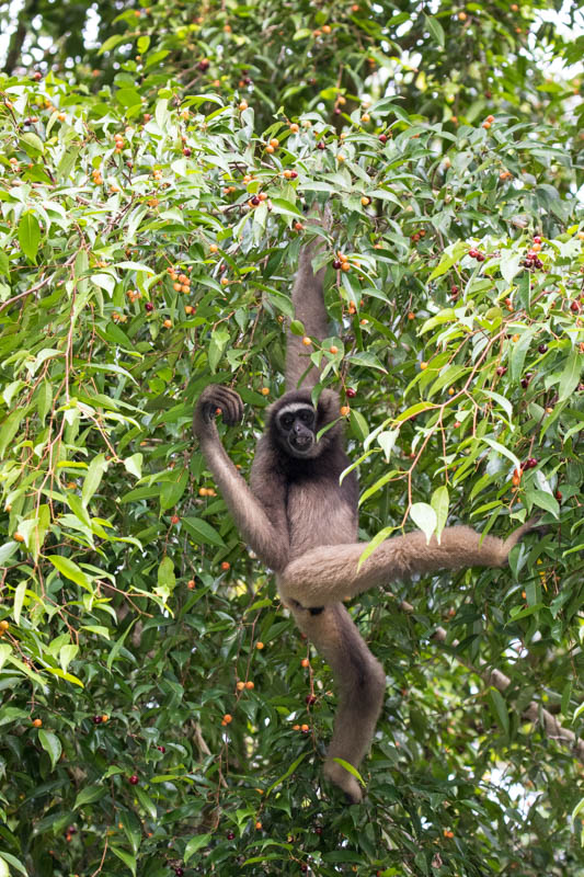 Bornean Gibbon