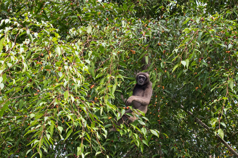 Bornean Gibbon