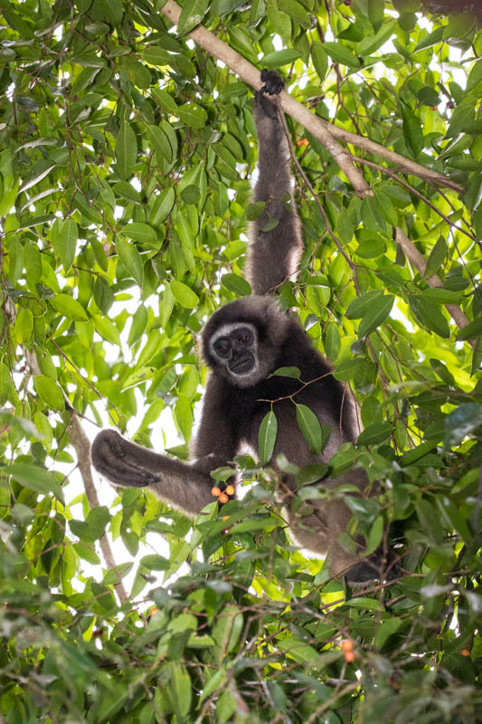 Bornean Gibbon