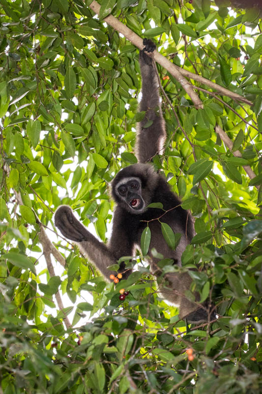 Bornean Gibbon