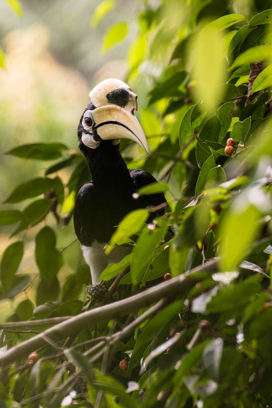 Oriental Pied Hornbill