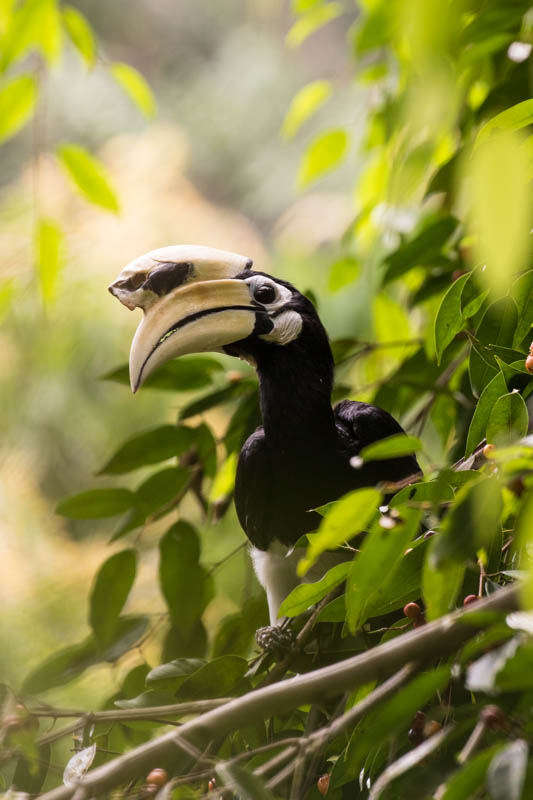 Oriental Pied Hornbill