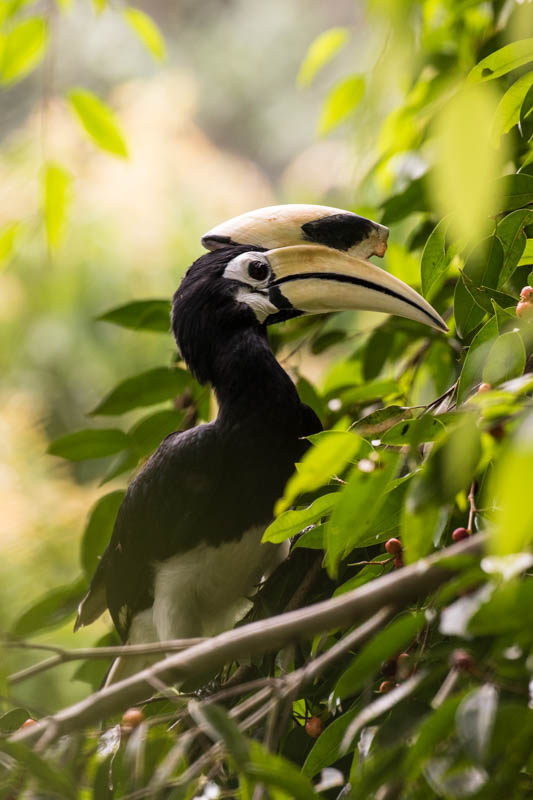 Oriental Pied Hornbill