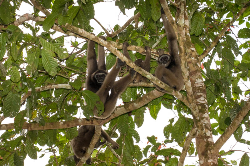 Bornean Gibbons