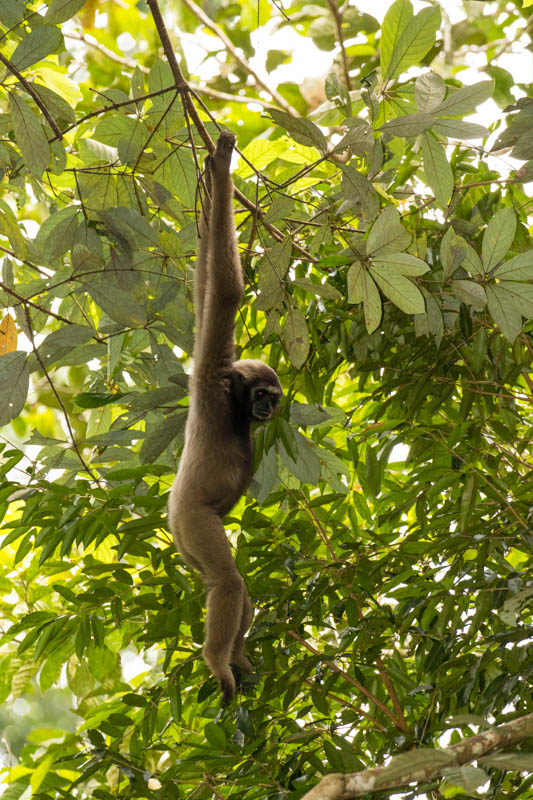 Bornean Gibbon