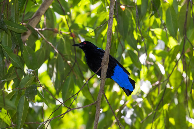 Asian Fairy-Bluebird