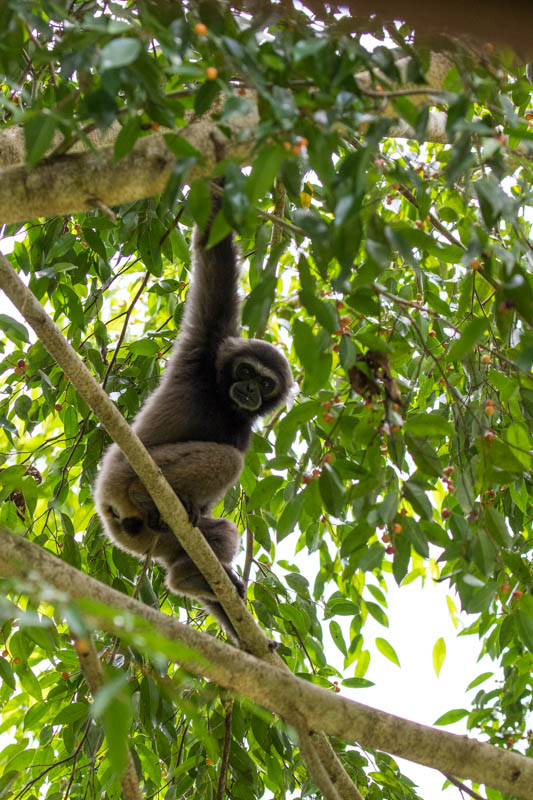 Bornean Gibbon