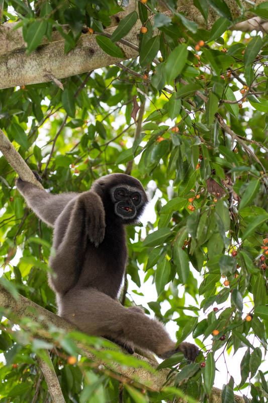 Bornean Gibbon