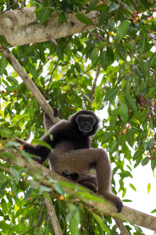 Bornean Gibbon