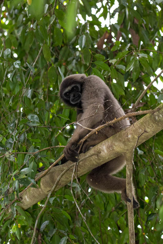 Bornean Gibbon