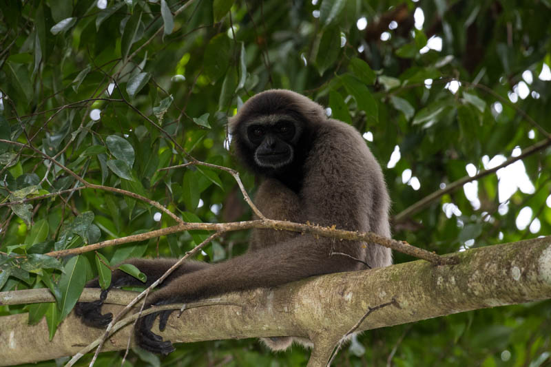 Bornean Gibbon