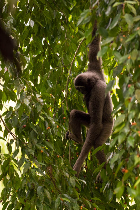 Bornean Gibbon