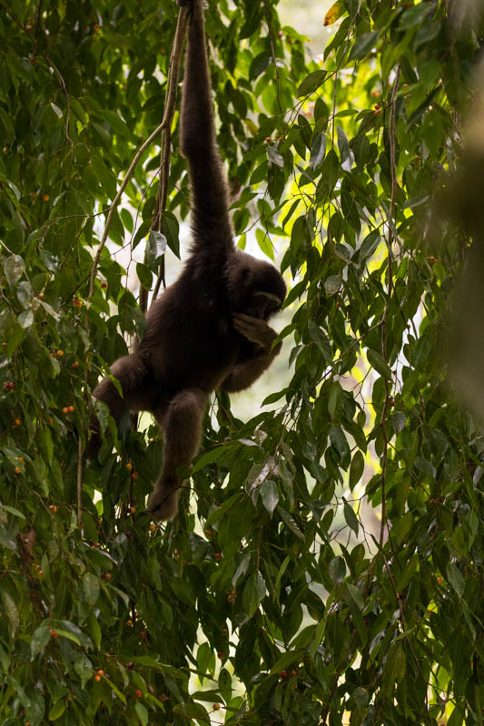 Bornean Gibbon