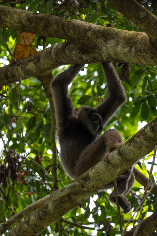 Bornean Gibbon