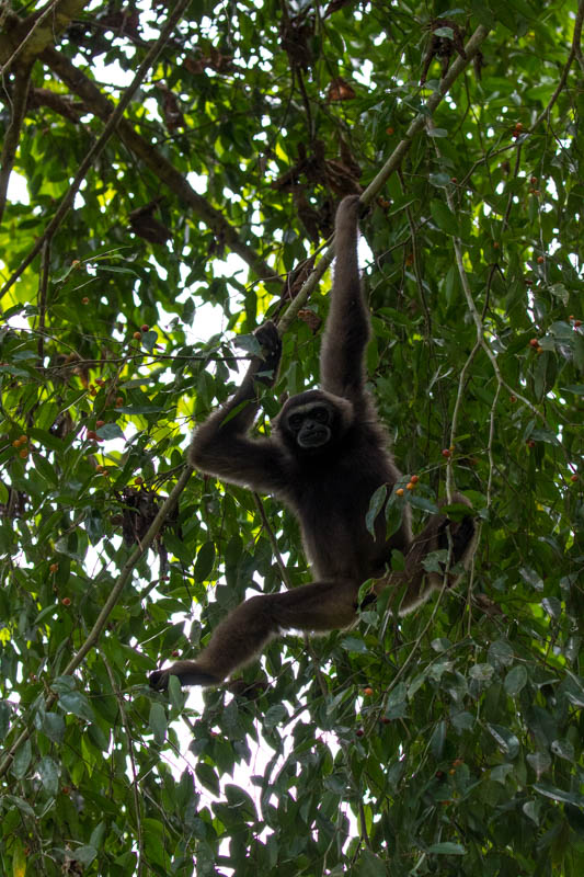 Bornean Gibbon