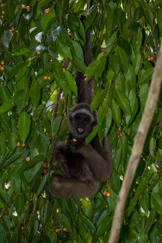 Bornean Gibbon