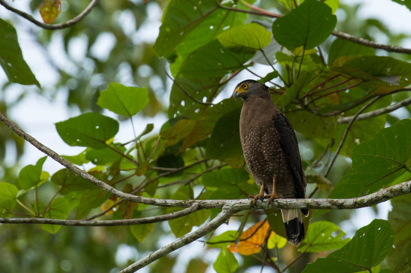 Crested Serpent-Eagle