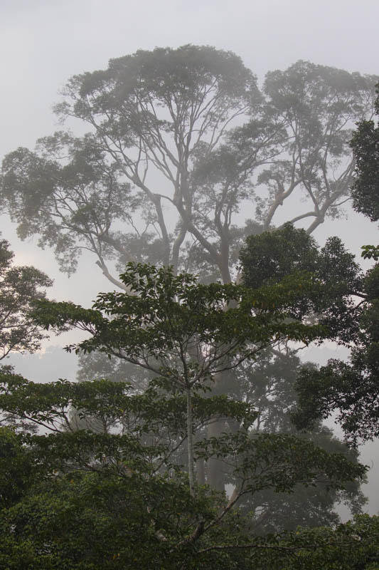 Rainforest In Mist