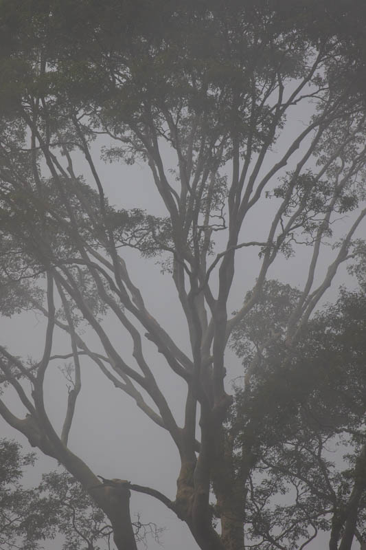 Rainforest In Mist