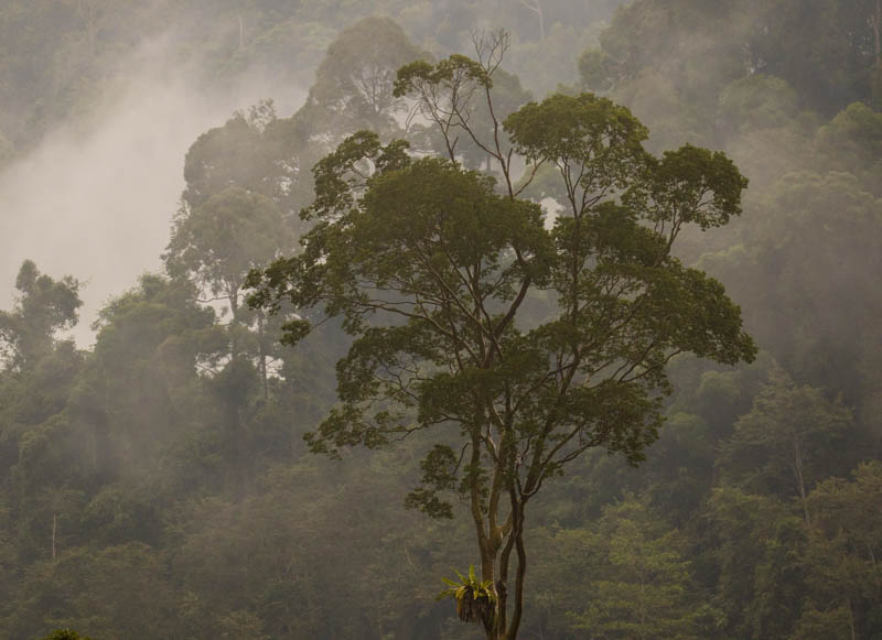 Rainforest In Mist