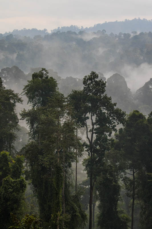 Rainforest In Mist