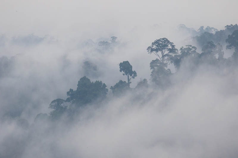 Rainforest In Mist