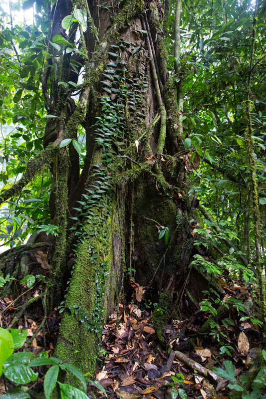 Epiphytes On Tree Trunk