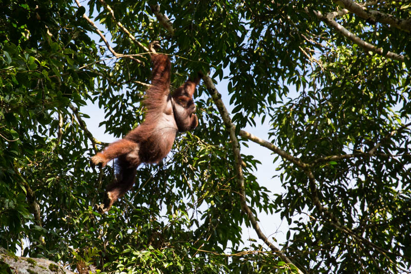 Bornean Orangutan