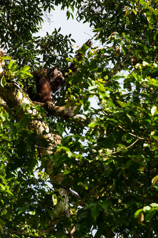 Bornean Orangutan