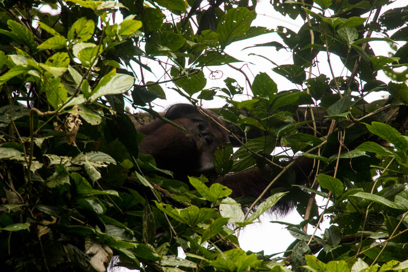 Bornean Orangutan