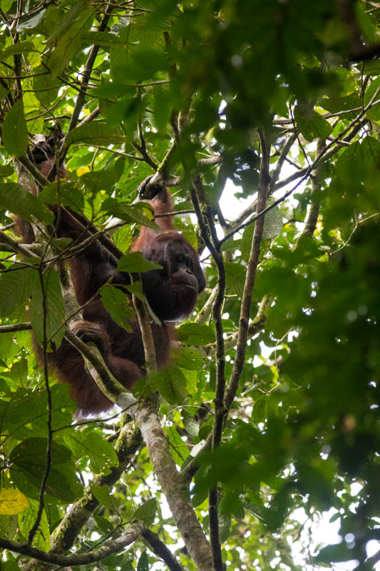 Bornean Orangutan