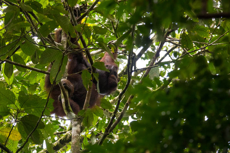 Bornean Orangutan