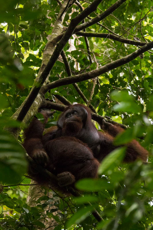 Bornean Orangutan