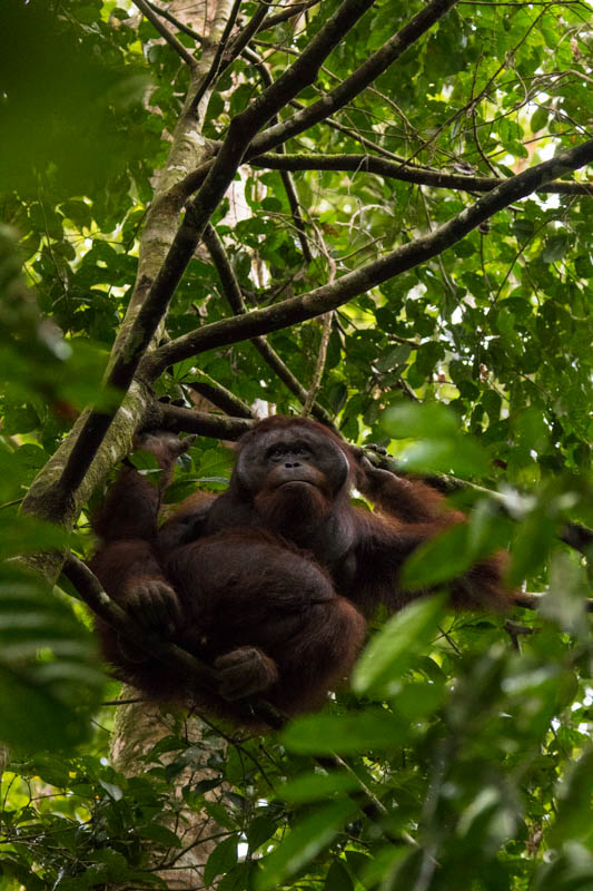 Bornean Orangutan