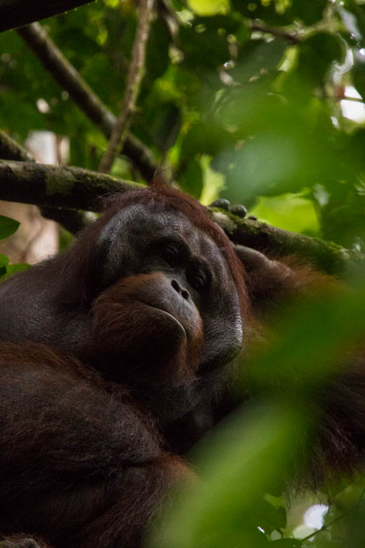 Bornean Orangutan