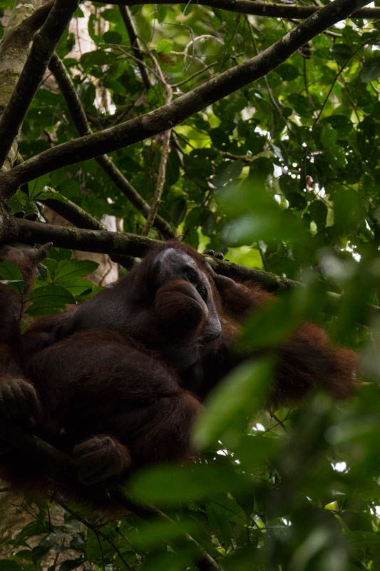 Bornean Orangutan