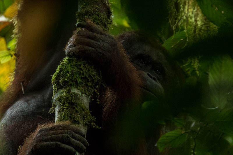 Bornean Orangutan