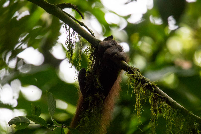 Bornean Orangutan Hand Detail