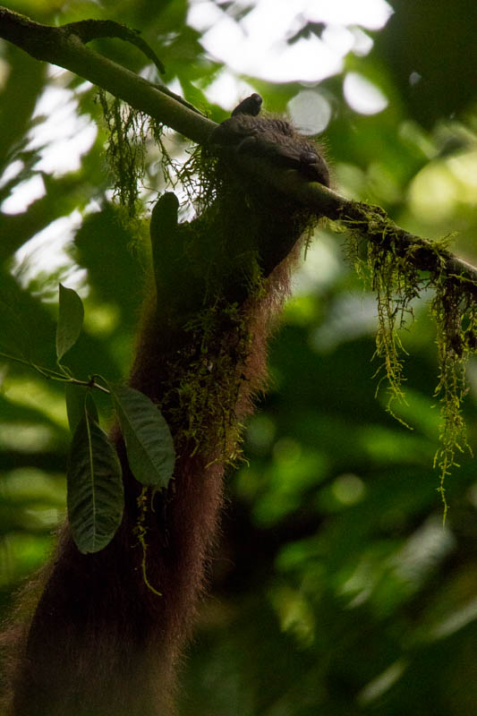 Bornean Orangutan Hand Detail