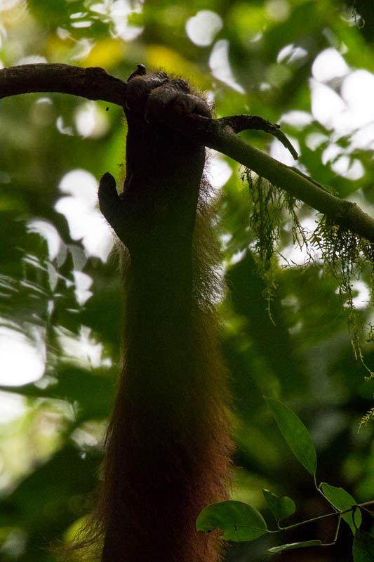 Bornean Orangutan Hand Detail