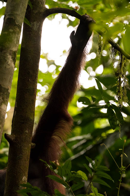 Bornean Orangutan Arm Detail