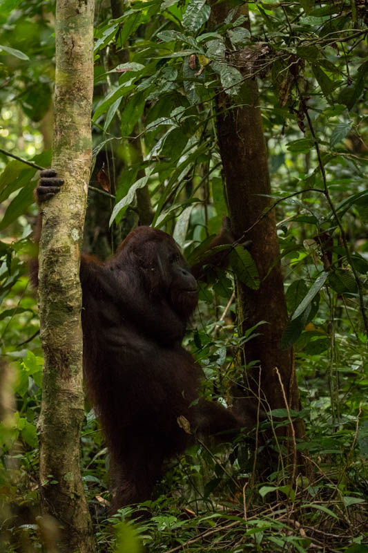 Bornean Orangutan