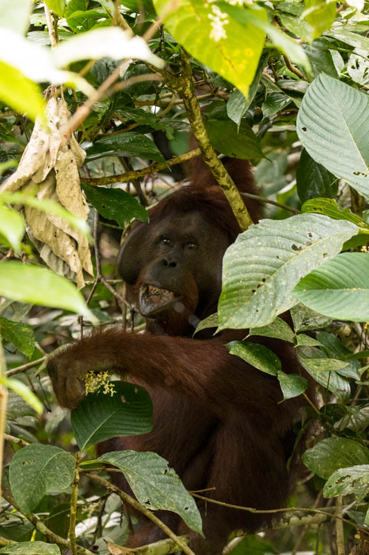 Bornean Orangutan