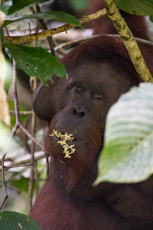 Bornean Orangutan