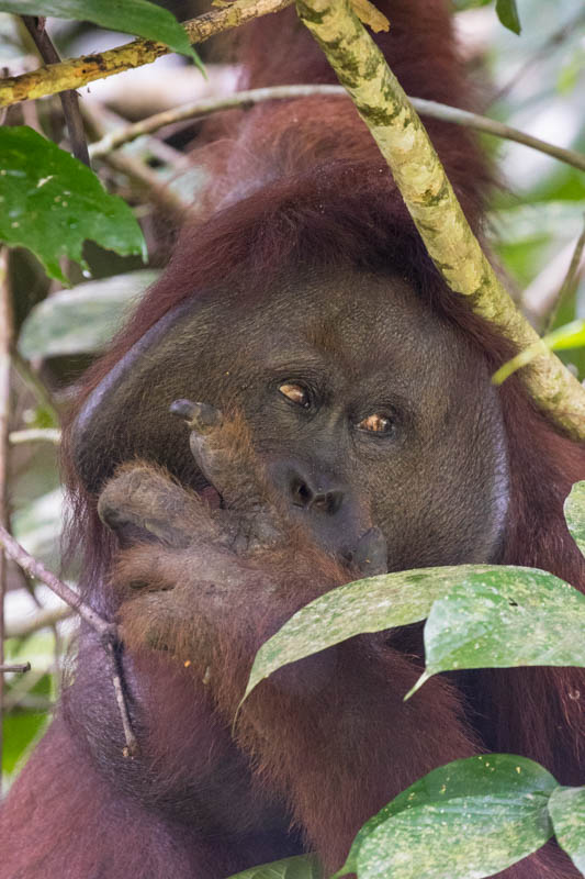 Bornean Orangutan