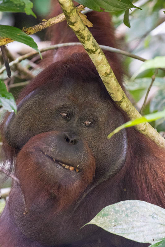 Bornean Orangutan