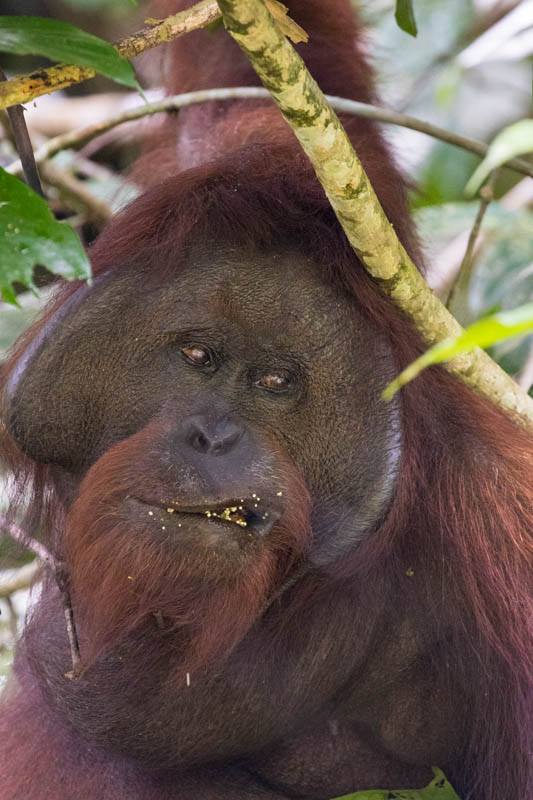 Bornean Orangutan