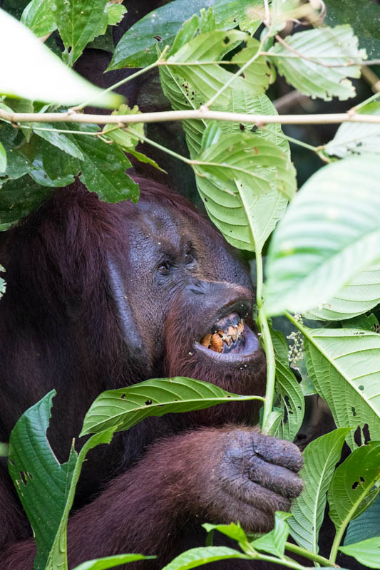 Bornean Orangutan