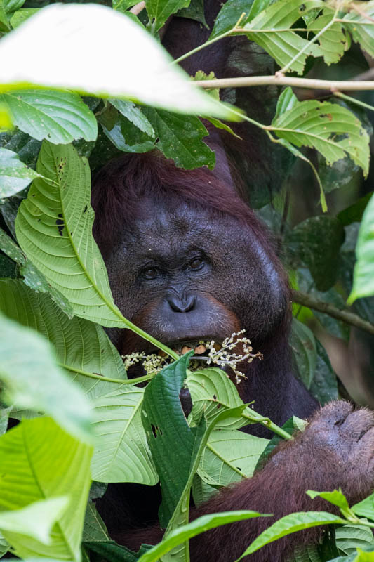 Bornean Orangutan